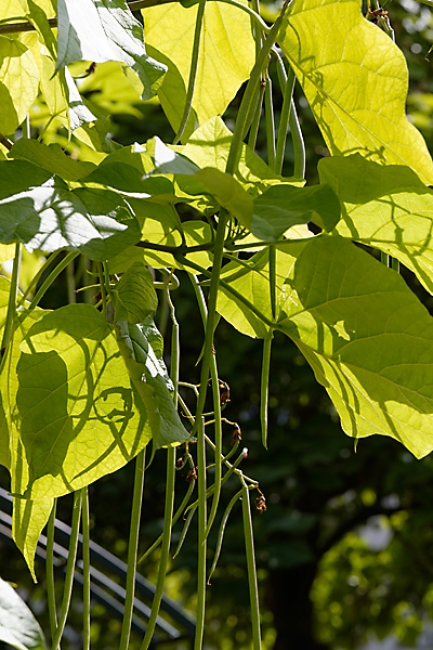 Jardin des Impressionnistes-142